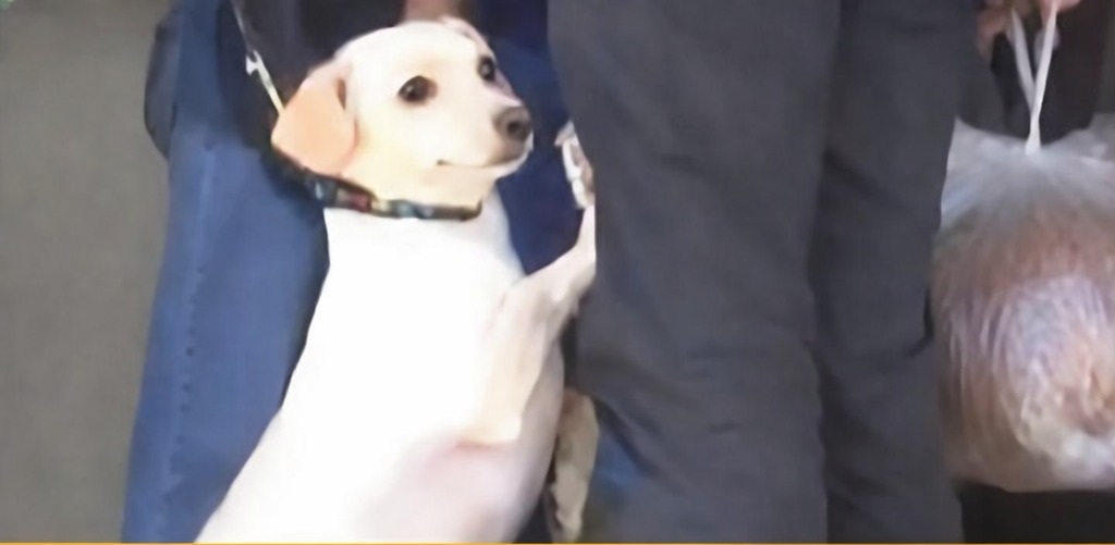 Un uomo abbandona il cane Toto in un rifugio a Los Angeles. Il gesto disperato dell’animale commuove tutti e porta a un’adozione immediata.