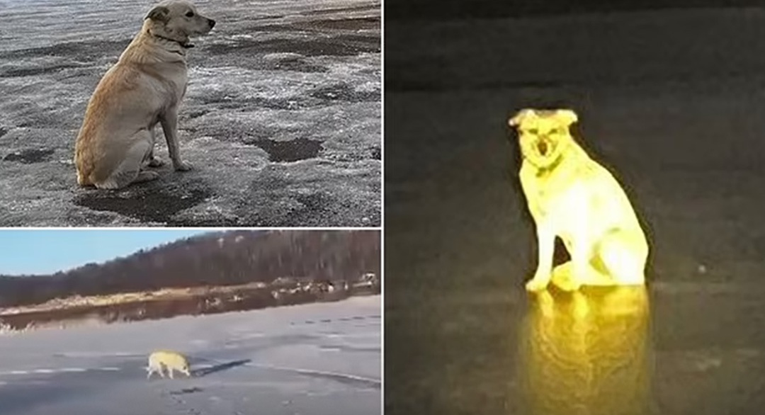Una cagnolina è rimasta per quattro giorni nello stesso punto di un fiume ghiacciato dove il proprietario è scomparso, senza mai lasciare l’area.