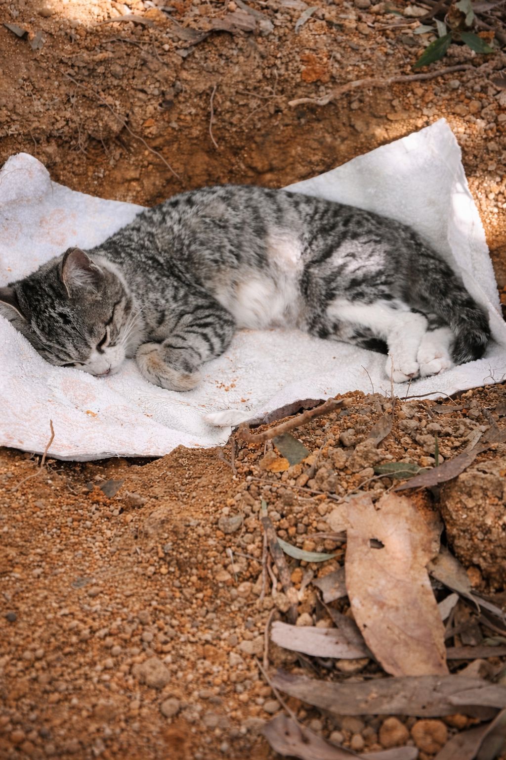 Una piccola vita si spegne nel silenzio dell’indifferenza quotidiana. Il gesto di chi si è fermato garantisce un addio dignitoso e il rispetto dovuto.