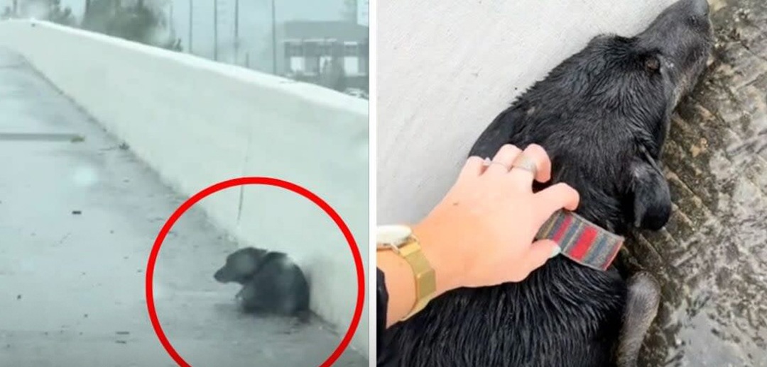 Una cagnolina è stata lasciata lungo un’autostrada trafficata dopo un tentativo fallito di cessione, venendo recuperata dai soccorritori in condizioni di rischio.