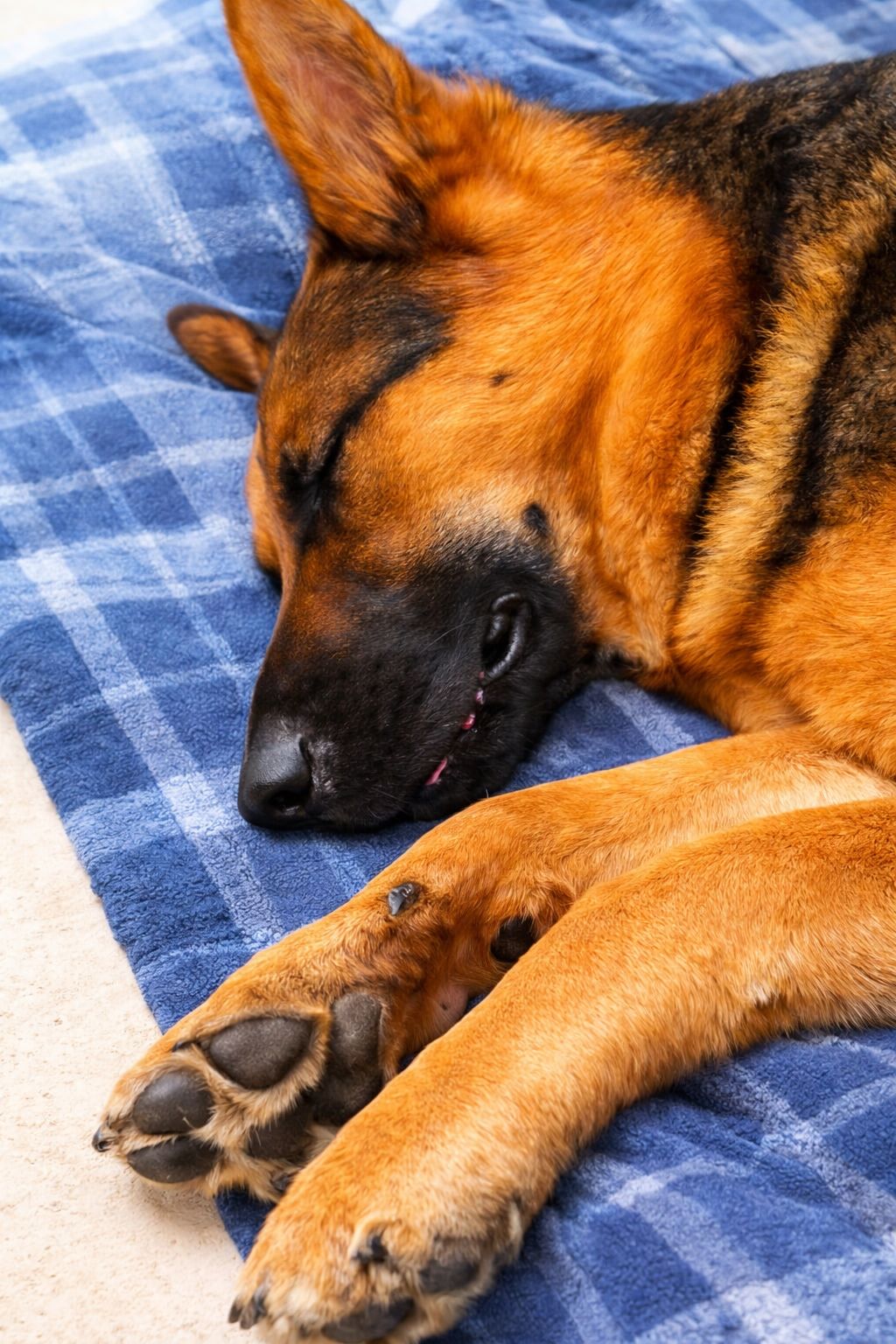 Dopo tredici anni vissuti fianco a fianco, un pastore tedesco si spegne lasciando un vuoto profondo: la malattia improvvisa e l’ultimo gesto carico d’amore.