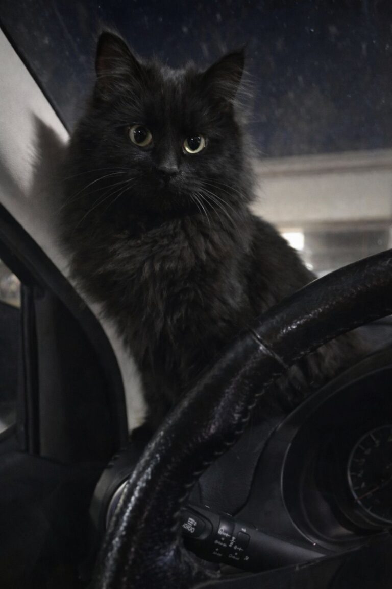 Un gatto nero a pelo lungo viene trovato solo in un parcheggio, spaesato e diffidente. Soccorso e messo al sicuro, si cerca ora la famiglia.