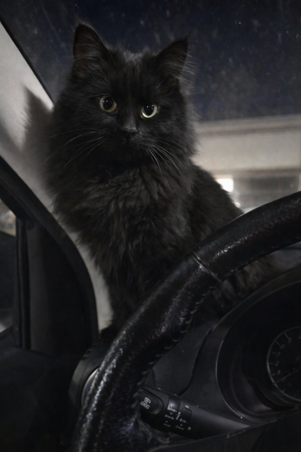 Un gatto nero a pelo lungo viene trovato solo in un parcheggio, spaesato e diffidente. Soccorso e messo al sicuro, si cerca ora la famiglia.