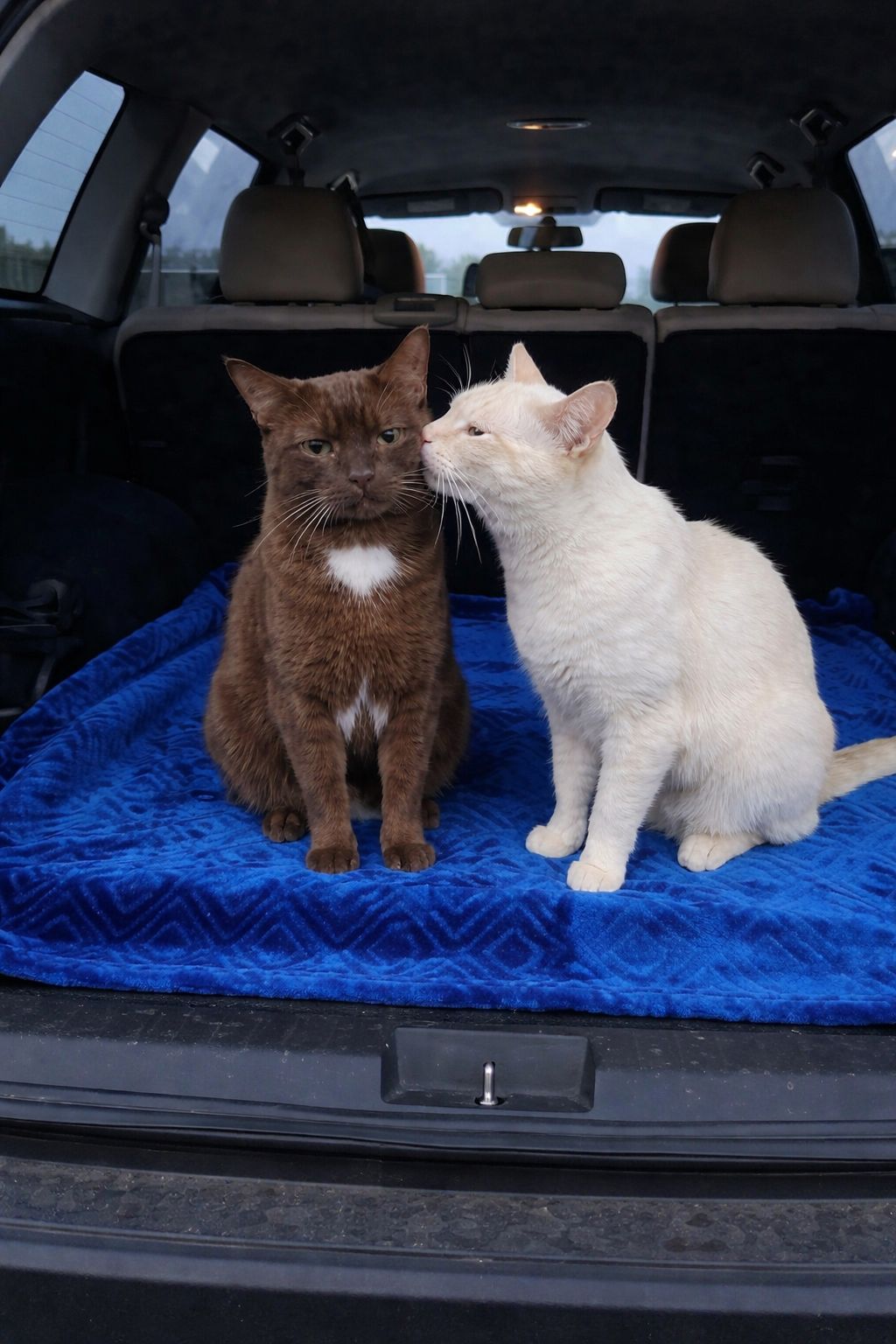 Due gattini destinati a lasciare la loro casa temporanea restano con la persona che li aveva accolti. Una decisione maturata poco prima della partenza cambia tutto.