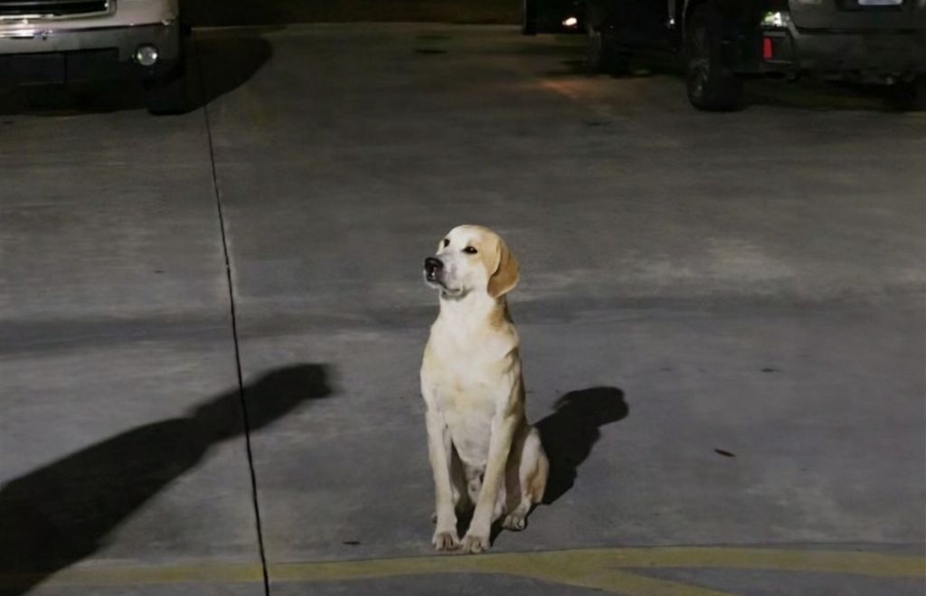 Un cane resta immobile per ore in un parcheggio isolato in Alabama dopo l’abbandono. Recuperato da una volontaria, oggi ha trovato una nuova famiglia.
