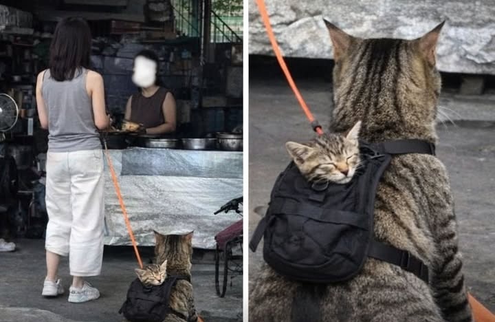Una donna viene fotografata mentre porta a spasso il gatto al guinzaglio; sulla schiena dell’animale, un gattino viaggia in un piccolo zaino.