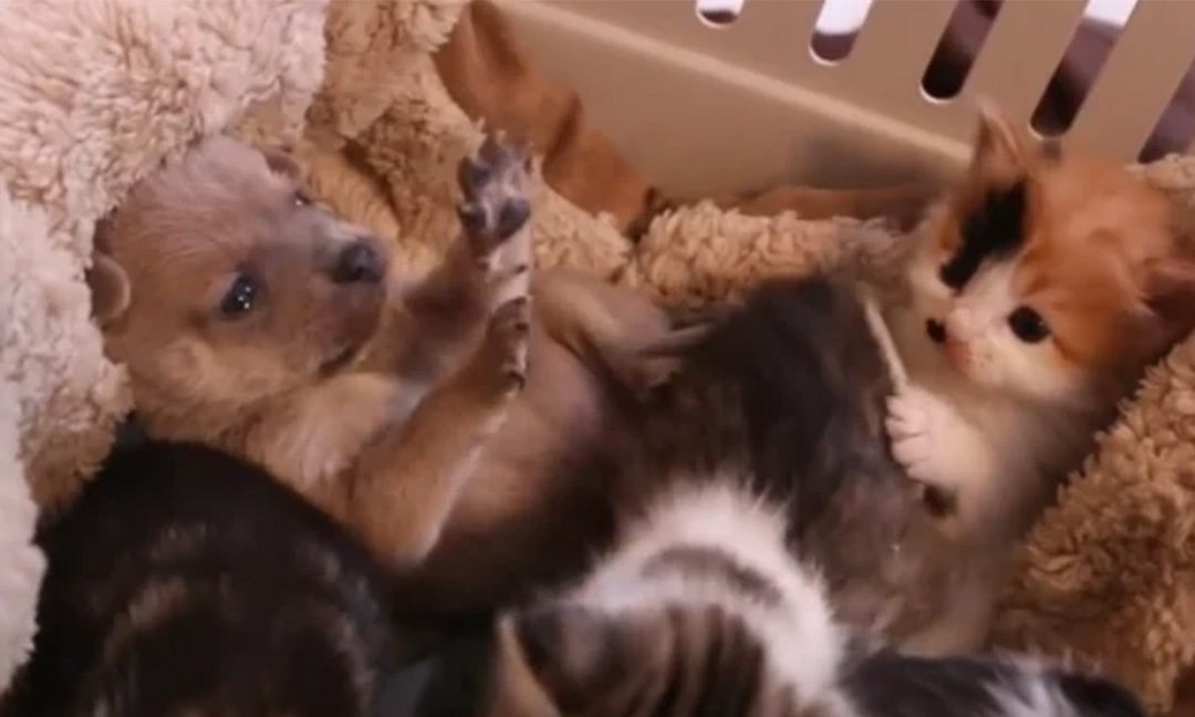 Un cucciolo rimasto senza madre è stato accolto da una gatta che lo nutre e lo accudisce insieme ai suoi piccoli, garantendogli sopravvivenza e protezione.