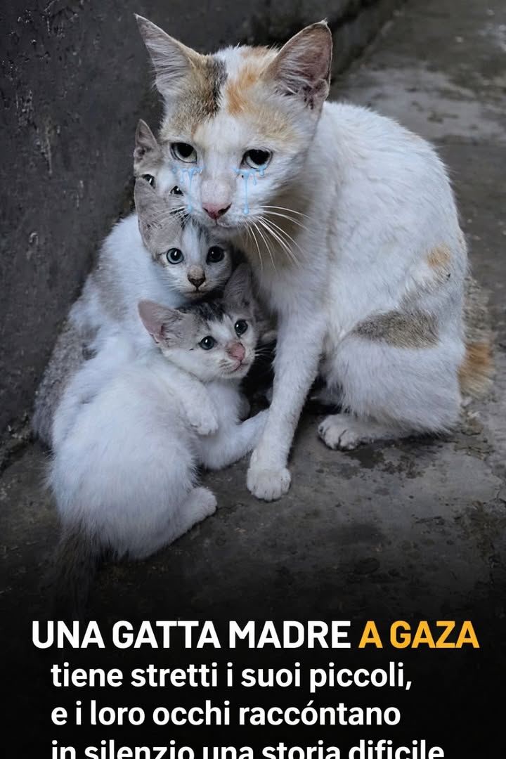 Una fotografia diffusa online mostra una gatta con i suoi cuccioli tra le rovine di Gaza, diventando simbolo di protezione e resistenza in un contesto difficile.