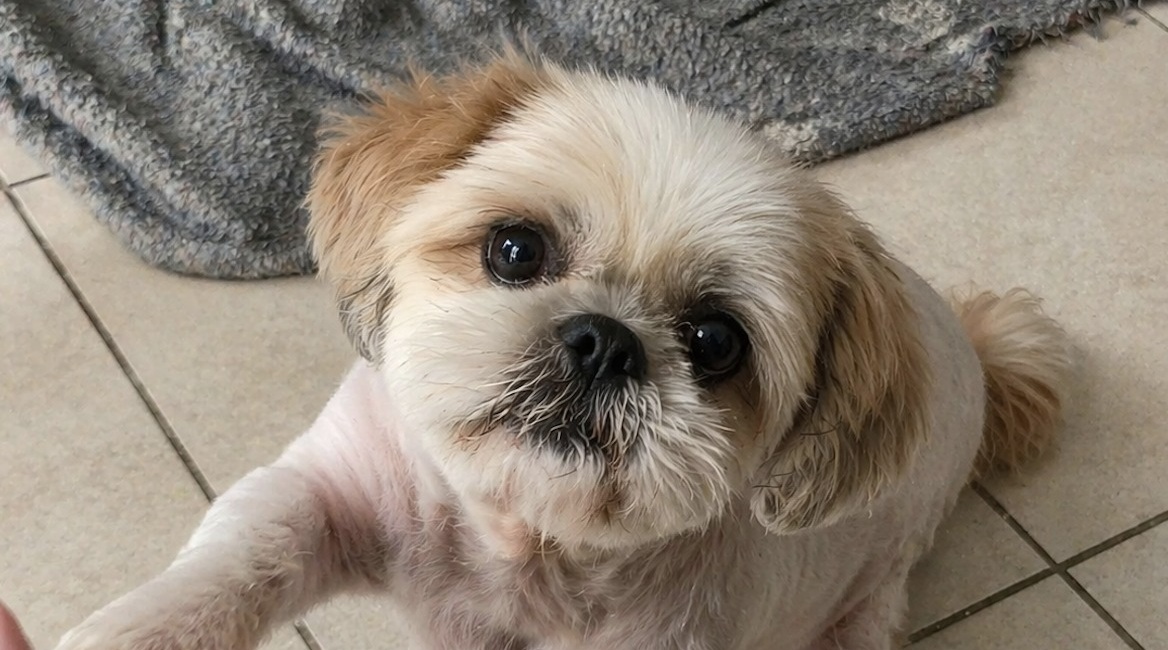 Un cane disabile ospitato in un rifugio tenta di avvicinarsi nonostante le difficoltà. L’incontro con un visitatore segna l’inizio di un percorso condiviso.
