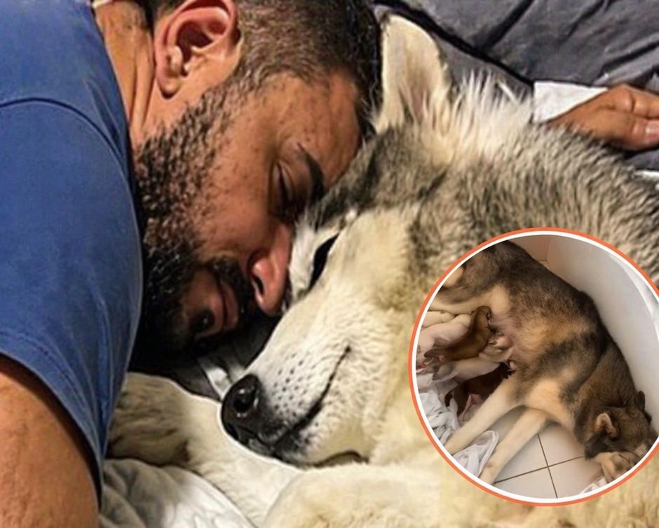 Una cagnolina prossima al parto rimane agitata fino al rientro della persona di riferimento. Solo allora si rilassa e inizia a partorire.