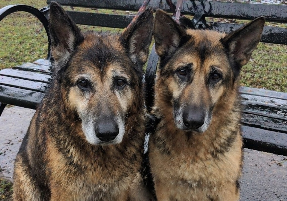 Due anziani pastori tedeschi vengono trovati legati a una panchina sotto la pioggia. Restano immobili ad aspettare, finché qualcuno decide di avvicinarsi.