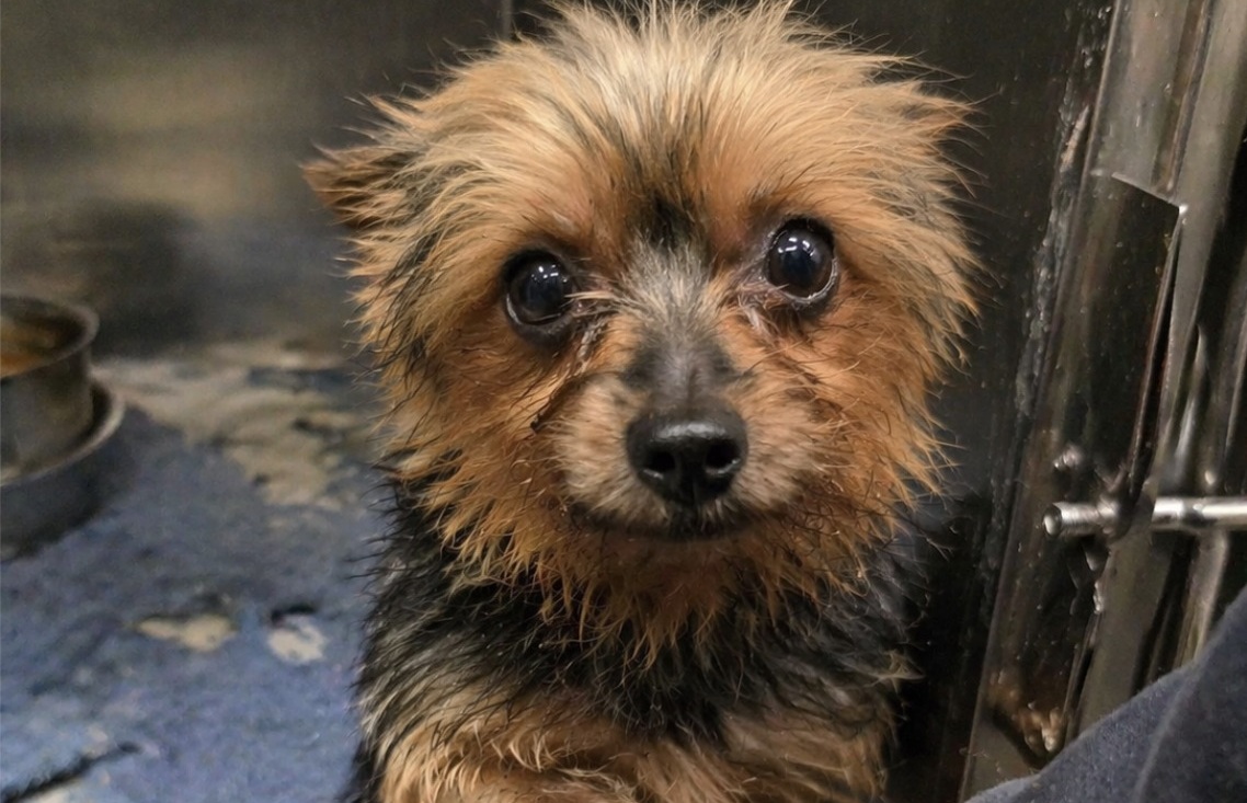 Una donna entra in un rifugio dopo un lutto familiare e incontra un cane fragile. Un gesto inatteso dà inizio a un percorso condiviso.