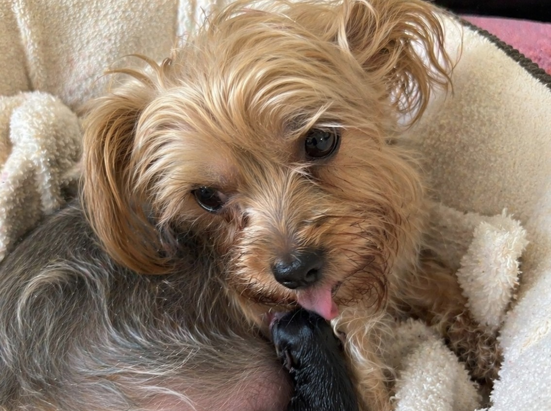 Una yorkshire affronta il parto durante la notte, tra segnali di difficoltà e istinto materno. La nascita del cucciolo segna un momento di intensa emozione domestica.