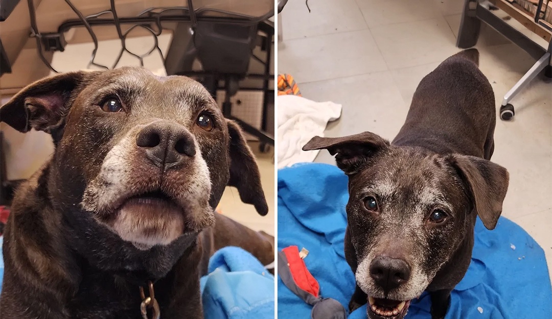 Un cane anziano torna in rifugio dopo la morte del proprietario e trascorre le ore davanti alla porta, mentre i volontari cercano una nuova adozione