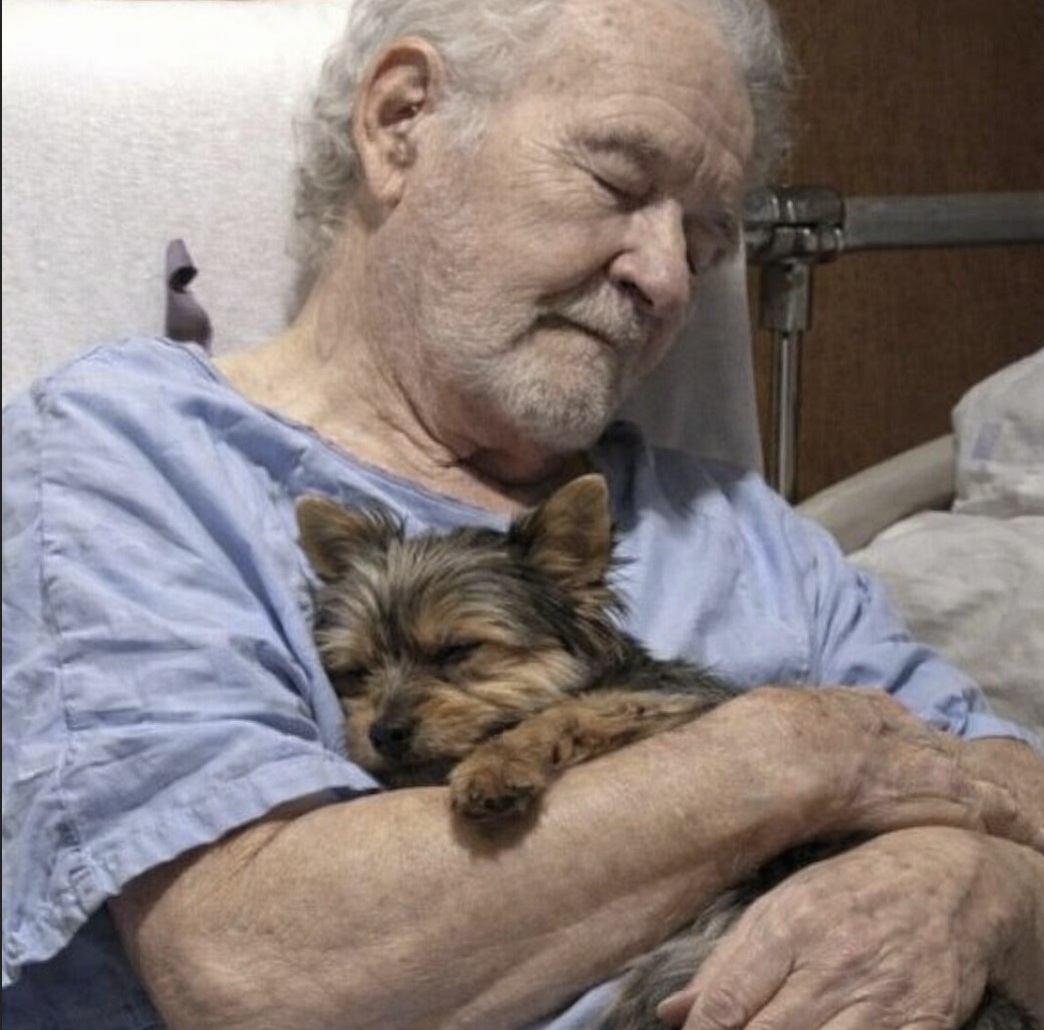 Il protagonista della vicenda è Marcel, 87 anni, ricoverato in ospedale in seguito a una caduta domestica che gli ha causato la frattura dell’anca. Il trasferimento è avvenuto in urgenza, senza la possibilità di portare con sé il suo cane, un yorkshire anziano di nome Toby, con cui conviveva da oltre dieci anni. Secondo quanto ricostruito, i due condividevano la quotidianità: dalle mattine tranquille ai momenti di riposo pomeridiano, fino alle serate trascorse in casa. L’improvvisa separazione ha rappresentato un cambiamento significativo, in particolare per l’animale, rimasto nell’abitazione ad attendere il rientro del proprietario. Toby in ospedale: la visita quotidiana che cambia la degenza A fronte del forte legame tra i due, la famiglia ha richiesto e ottenuto un’autorizzazione speciale per consentire al cane di accedere alla struttura sanitaria. Con il supporto del personale e accompagnato da una nipote, Toby ha iniziato a fare visita quotidianamente al suo proprietario. Durante il primo incontro, il cane è stato posizionato sul letto del paziente. Marcel, svegliandosi, ha reagito riconoscendo immediatamente l’animale e pronunciando il suo nome. Toby si è avvicinato rannicchiandosi accanto a lui, mantenendo una posizione di contatto per tutta la durata della visita. Le visite sono proseguite nei giorni successivi con regolarità, diventando parte integrante della routine ospedaliera. Il ruolo della relazione affettiva nel recupero di Marcel Il personale sanitario ha osservato un miglioramento dell’umore del paziente in concomitanza con le visite dell’animale. Secondo quanto riferito, la presenza quotidiana di Toby ha contribuito a rendere più sereno il periodo di degenza. Medici e infermieri hanno più volte assistito agli incontri, rilevando un effetto positivo sul comportamento e sulla disposizione emotiva di Marcel. Il cane, da parte sua, ha mantenuto un atteggiamento costante, restando accanto al proprietario durante le visite.