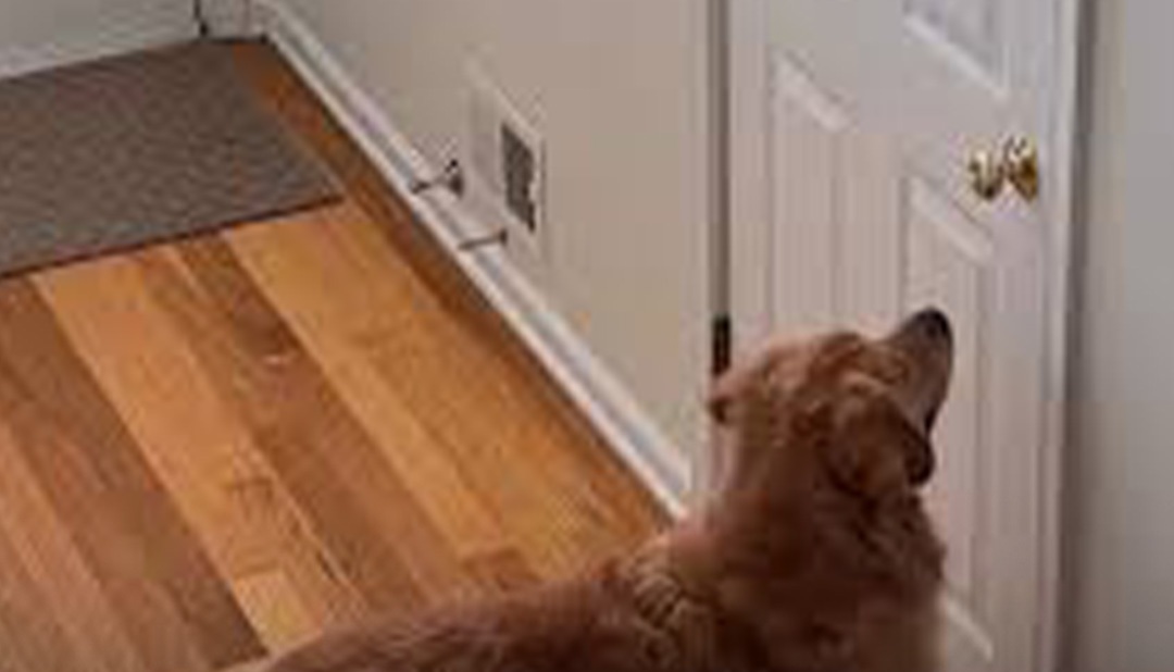 Un cane attende quotidianamente davanti alla porta o alla fermata dell’autobus il ritorno del giovane con cui viveva, assente da mesi per motivi di studio.