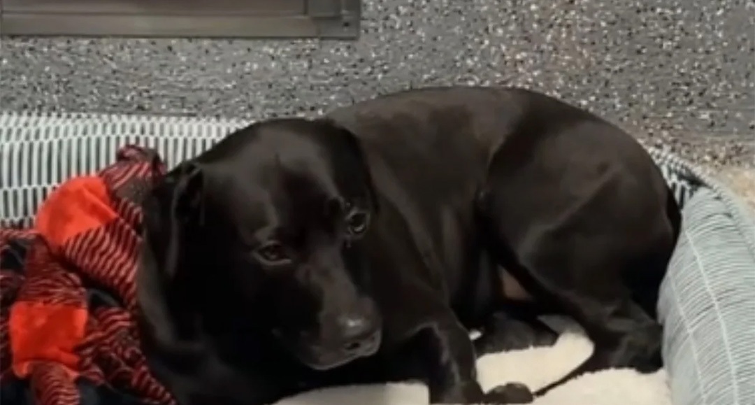 Dopo novecento giorni in rifugio un cane viene adottato ma restituito lo stesso giorno, tornando in struttura mentre i volontari seguono il suo nuovo percorso