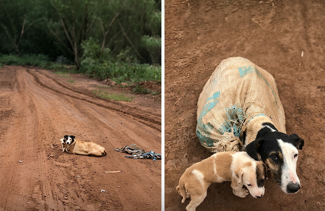 Una mamma cane e i suoi cuccioli vengono trovati chiusi in un sacco, salvati in tempo dai soccorritori e affidati alle cure veterinarie