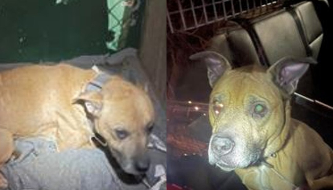 Nuovi proprietari scoprono un cane scheletrico chiuso in un armadio, sopravvissuto senza luce né cibo, soccorso e trasferito in clinica mentre parte un’indagine penale