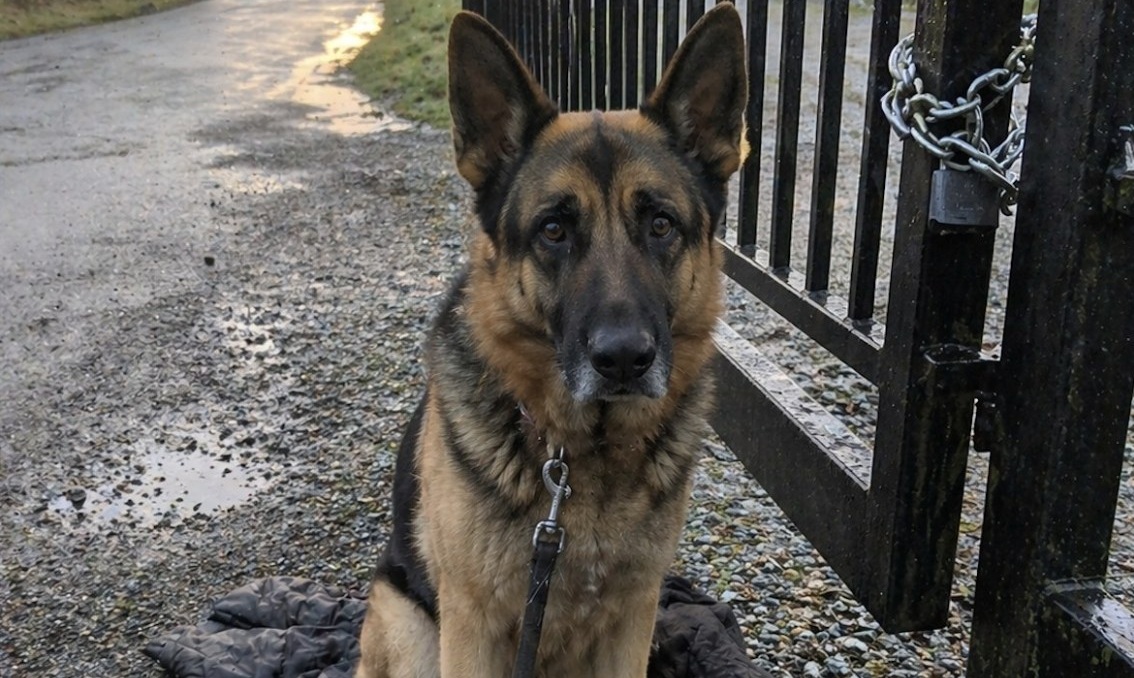 Un pastore tedesco resta davanti al cancello dove era stato legato. Una donna si avvicina e, senza forzare, tenta un primo contatto.