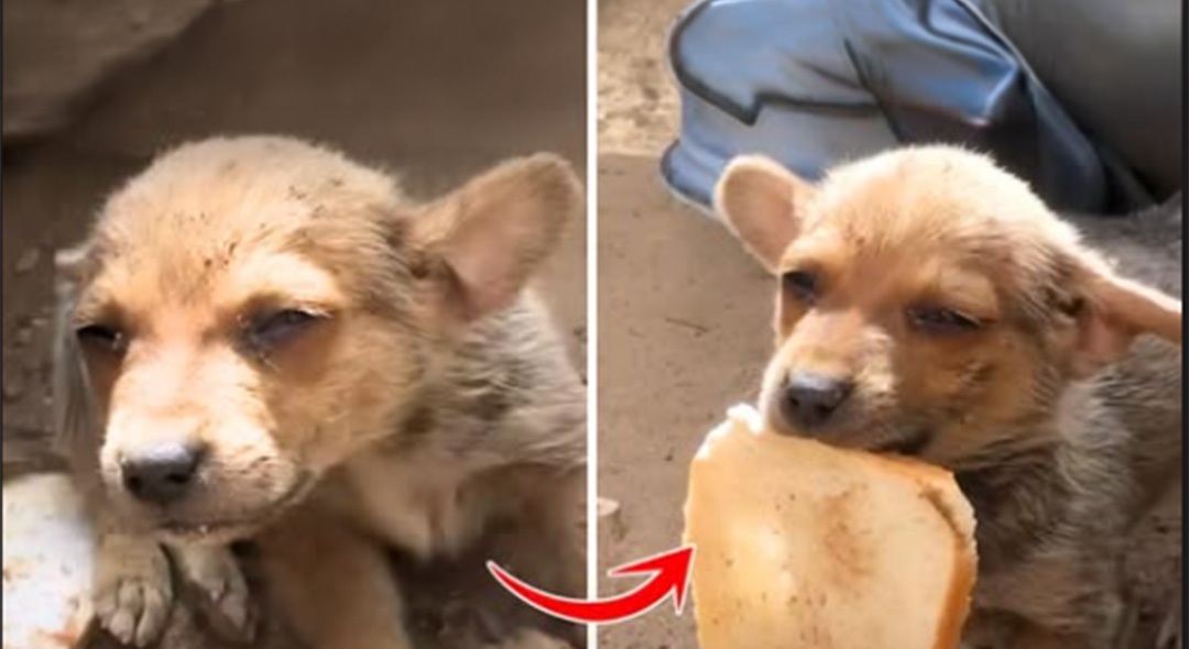 Un cucciolo abbandonato per giorni con solo un pezzo di pane viene salvato dai volontari e tenta di offrirlo a chi lo ha soccorso