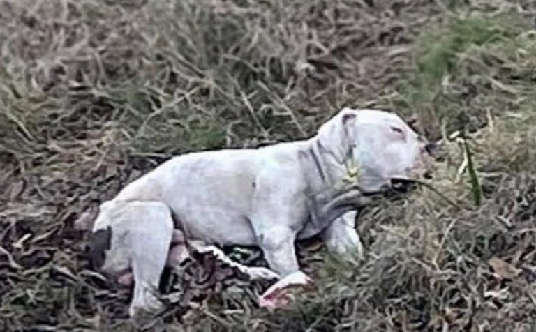 Un cane ha vegliato il corpo del suo compagno per ore senza cibo né acqua, crollando per sfinimento prima dell’intervento dei soccorritori.