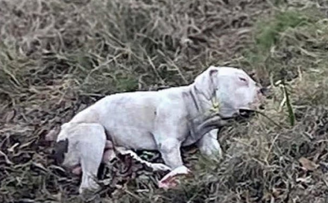 Un cane ha vegliato il corpo del suo compagno per ore senza cibo né acqua, crollando per sfinimento prima dell’intervento dei soccorritori.