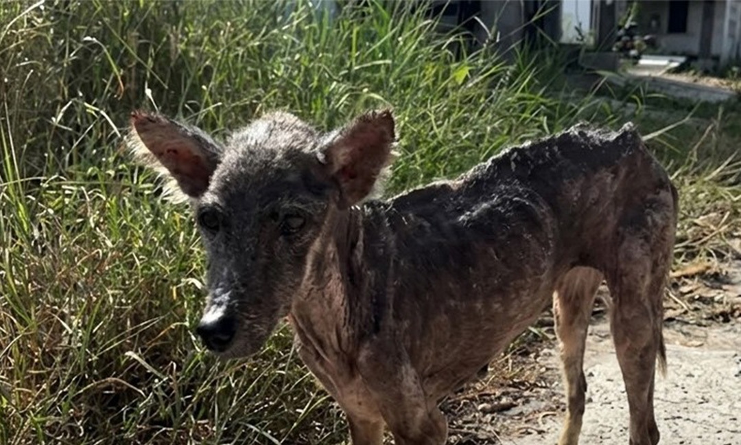 Una cagnolina di tre anni viene lasciata in rifugio, mostra segni di stress ma mantiene un comportamento docile mentre attende una nuova adozione stabile