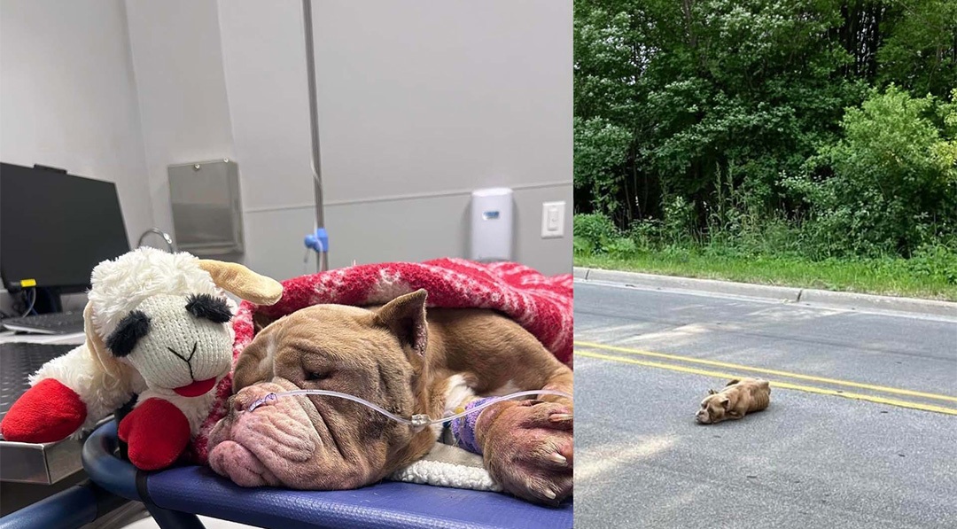 A East Grand Rapids un cane abbandonato e denutrito viene salvato dopo le segnalazioni dei vicini, intervenute le autorità avviano cure e recupero progressivo dell’animale