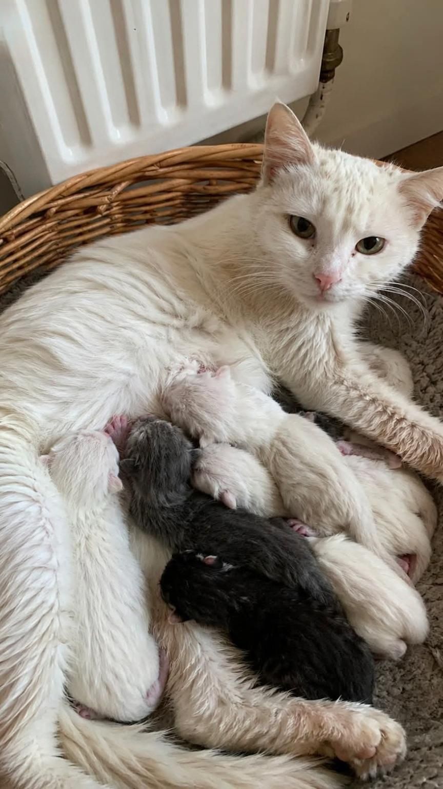 Una donna trova una gatta incinta nel cimitero, la accoglie in casa e pochi giorni dopo assiste alla nascita di sei gattini sani.