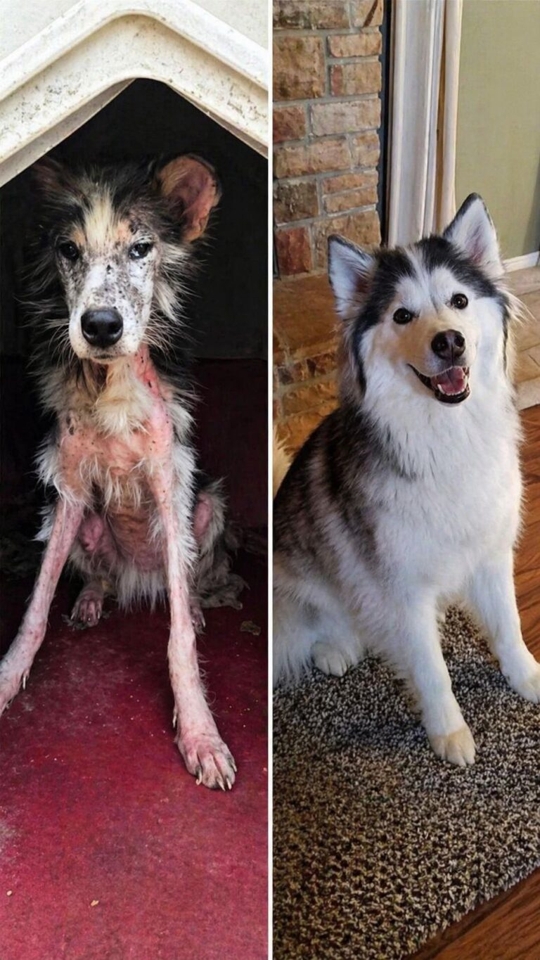 Un uomo affronta un ultimatum sentimentale dopo aver soccorso un cane randagio, scegliendo di intervenire e cambiando radicalmente la propria vita nel giro di un anno.