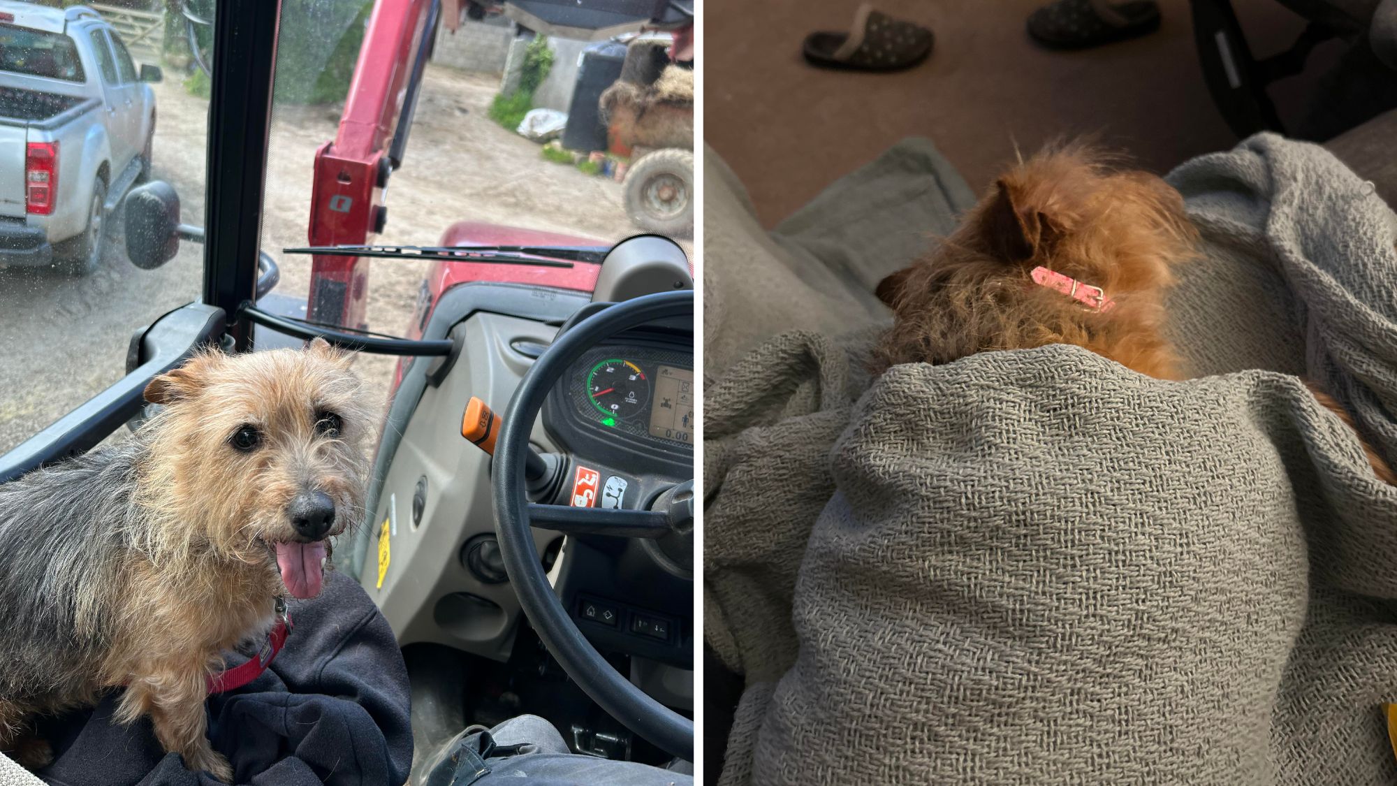 Durante una sosta notturna, un camionista trova una bichon havanais abbandonata e infreddolita. La salva e la porta con sé: oggi viaggiano insieme.