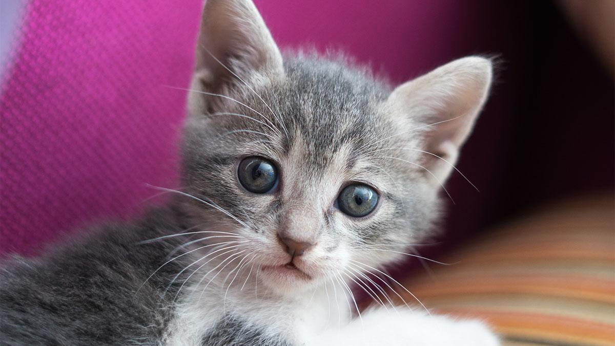 Una piccola gattina adottata da un rifugio conquista subito la fiducia della sua nuova proprietaria, iniziando un percorso di adattamento e affetto reciproco.