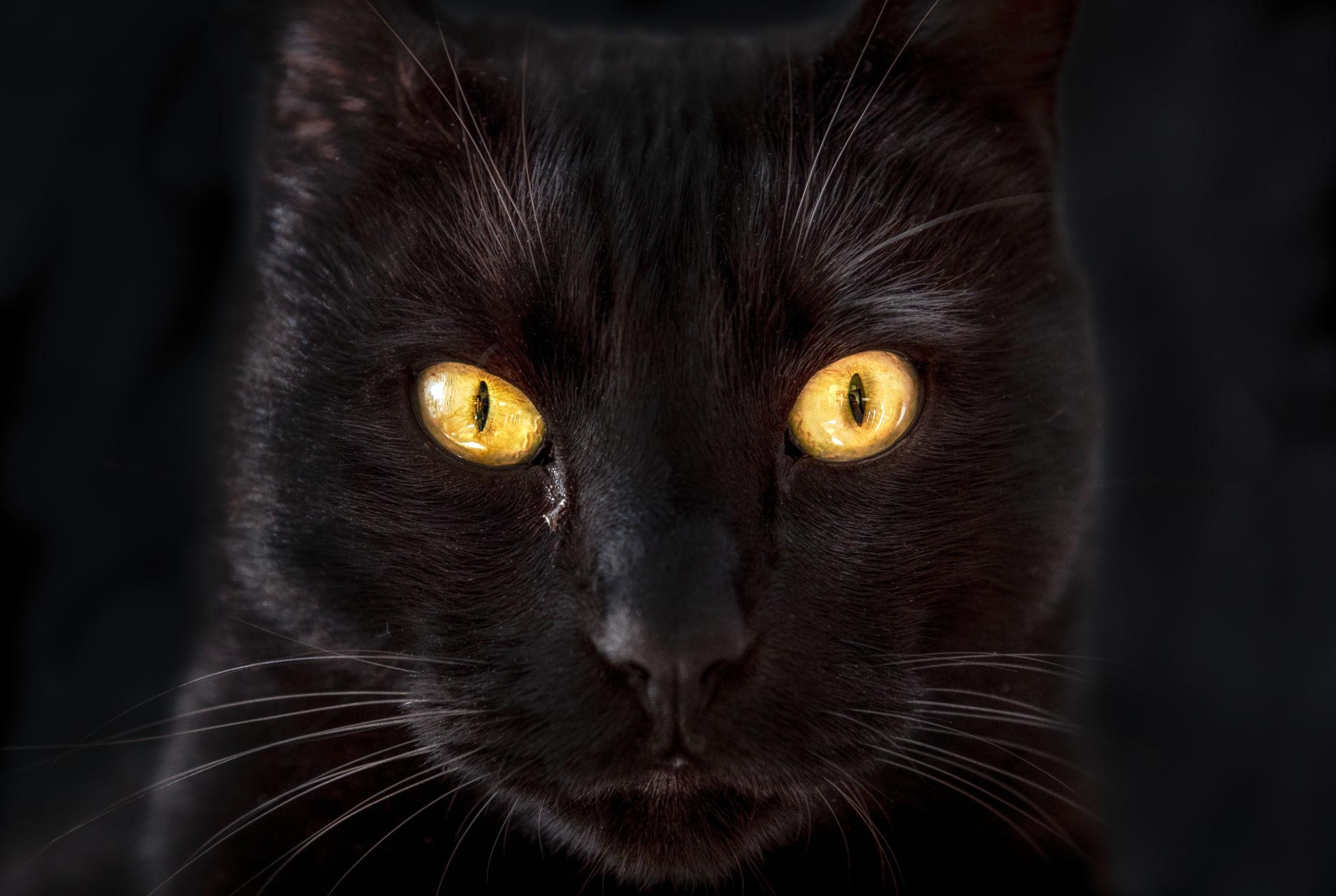 Una donna racconta il rapporto profondo con la sua gatta, salvata da piccola. Un legame cresciuto nel tempo e spezzato dalla malattia improvvisa. L’incontro che ha cambiato due vite per sempre Era una presenza discreta ma costante, una piccola gatta dal pelo nero e dagli occhi dorati che, fin dal primo momento, aveva trovato spazio nella vita della sua proprietaria. Quando arrivò, era fragile, abbandonata, con poche possibilità di sopravvivenza. La donna ricorda ancora quel giorno come l’inizio di un percorso condiviso. Nonostante le condizioni iniziali difficili, la gatta riuscì a resistere, crescendo lentamente e diventando parte integrante della quotidianità domestica. Con il passare del tempo, tra le due si sviluppò un legame profondo. L’animale si dimostrava attento ai momenti più delicati, presente nei silenzi e nelle difficoltà, offrendo una compagnia costante e silenziosa. Una presenza silenziosa capace di comprendere ogni emozione La relazione tra la donna e la gatta si rafforzò giorno dopo giorno, costruita su gesti semplici e abitudini condivise. L’animale sembrava percepire ogni cambiamento emotivo, avvicinandosi nei momenti di maggiore bisogno. La fiducia tra le due era evidente. La gatta si appoggiava alla sua proprietaria con naturalezza, dimostrando un legame fatto di sicurezza e reciprocità. Per la donna, quella presenza rappresentava un punto fermo in un periodo complesso, un equilibrio che si consolidava nel tempo senza bisogno di parole. La malattia improvvisa e il ricordo che resta All’improvviso, qualcosa cambiò. La gatta smise di alzarsi, il suo comportamento mutò rapidamente e anche il suo sguardo appariva diverso. La donna ha vissuto quei momenti con difficoltà, restando accanto all’animale fino all’ultimo, cercando di offrirle conforto e vicinanza. Ore trascorse a carezzarla e a parlarle, con la consapevolezza che quel tempo fosse prezioso.