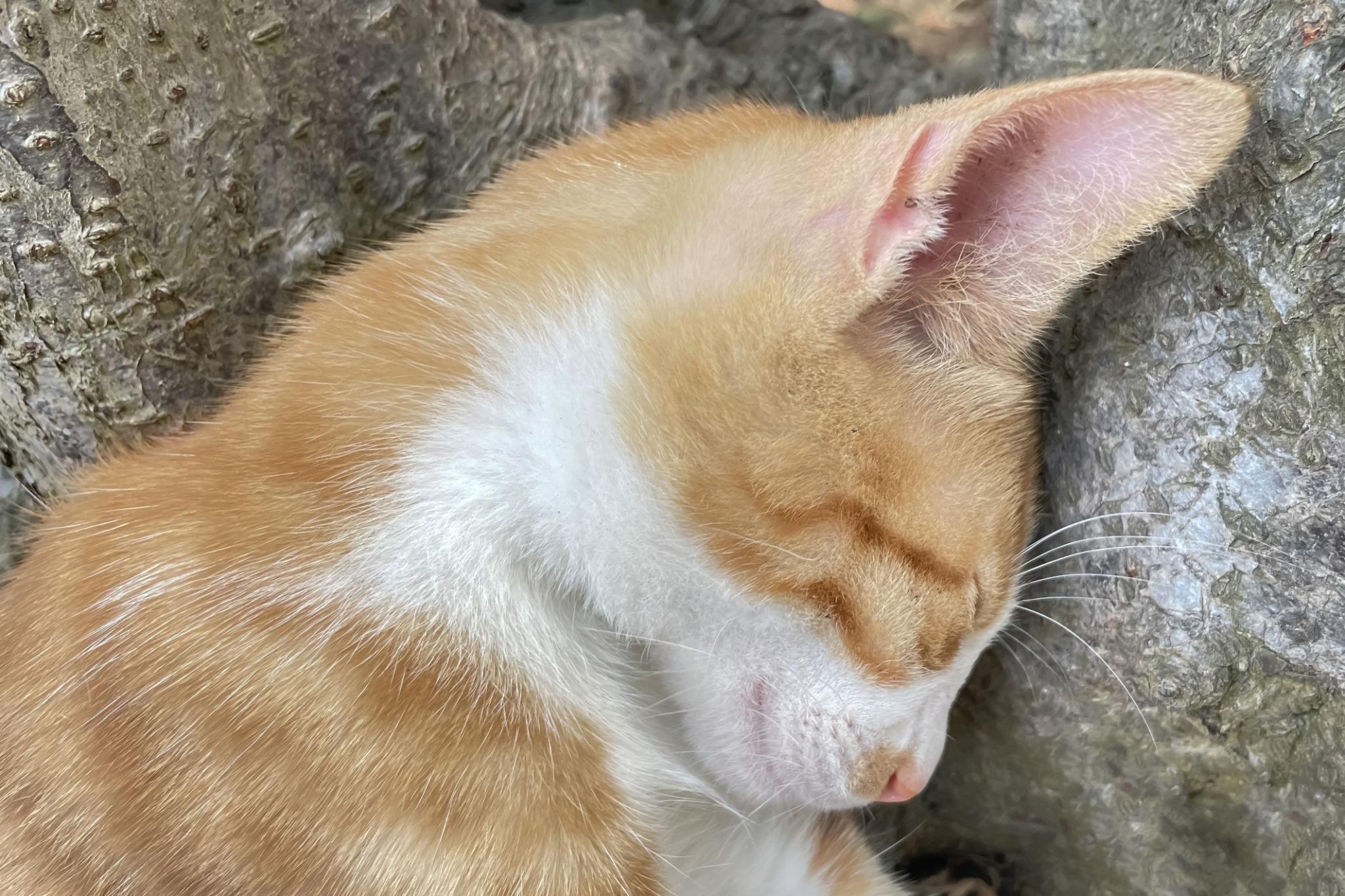 Gattino abbandonato su una panchina con il suo peluche aspetta tutta la notte: crede che torneranno ma qualcuno cambia il suo destino Un gattino arancione viene lasciato su una panchina con un peluche. Aspetta per ore, poi una persona si ferma e decide di aiutarlo. Il gattino abbandonato aspetta su una panchina tutta la notte Sotto la luce fredda di un lampione, in una strada silenziosa, un piccolo gatto arancione è rimasto immobile su una panchina. Rannicchiato su sé stesso, stringeva un peluche bianco, unico oggetto rimasto di ciò che fino a poche ore prima rappresentava la sua quotidianità. Non mostrava segni di fuga né tentativi di allontanarsi. Restava fermo, come in attesa. Fino a poco tempo prima si trovava tra le braccia di qualcuno, circondato da voci familiari e attenzioni. Poi, improvvisamente, è stato lasciato lì. All’inizio il comportamento era quello tipico di chi non comprende il cambiamento. Il gattino osservava ogni movimento attorno a sé: auto che passavano, ombre che si muovevano, suoni della strada. Ma con il passare del tempo, l’attesa è rimasta senza risposta. Nessuno è tornato. Il peluche come unico riferimento dopo l’abbandono Con l’arrivo della notte, la situazione è diventata più complessa. Il vento ha iniziato a soffiare, portando via gli odori familiari e lasciando spazio a un ambiente estraneo. Il gattino si è stretto ancora di più al peluche, mantenendolo vicino come unico elemento riconoscibile. Un oggetto che conservava tracce di calore e odori ormai in dissolvenza. Il comportamento osservato evidenzia uno stato di smarrimento tipico nei casi di abbandono. Il piccolo non si muove, non cerca nuove direzioni, ma resta ancorato all’ultimo punto conosciuto. La postura chiusa e lo sguardo basso indicano una condizione di forte incertezza. Un atteggiamento che si mantiene stabile per diverse ore. L’incontro che cambia il destino del gattino abbandonato Nel corso della notte, quando la strada è ormai quasi deserta, una persona si avvicina alla panchina. Il movimento è lento, senza gesti improvvisi. L’attenzione è rivolta interamente al gattino. Per alcuni istanti non avviene alcun contatto. L’osservazione è silenziosa, come per valutare la situazione. Il gattino alza lo sguardo. Non si allontana, ma resta fermo, mantenendo la posizione. In quel momento si verifica un primo cambiamento: l’attenzione si sposta dall’ambiente circostante alla presenza umana. Un segnale minimo, ma significativo. L’intervento che segue rappresenta un punto di svolta. Da una situazione di abbandono a una possibile presa in carico. La scena si conclude con una nuova fase che si apre, a partire da quell’incontro avvenuto nella notte.