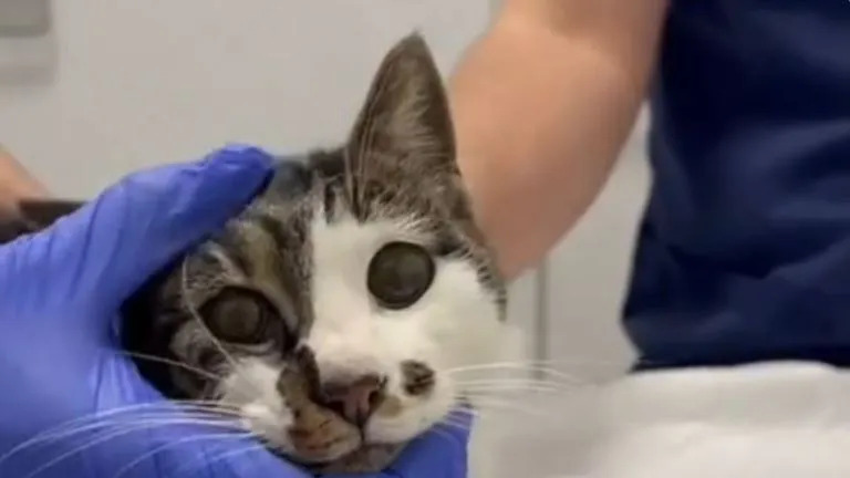 Rosi, gattina trovata agonizzante a Roma dopo gravi violenze, è fuori pericolo; Enpa chiede giustizia mentre proseguono le indagini e le proteste