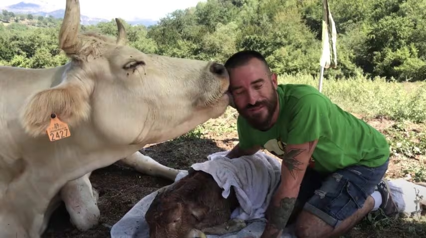Nel santuario Gaia a Camprodon, una mucca affronta un parto difficile assistita dai volontari. Dopo la nascita del vitellino, compie un gesto inaspettato verso chi l’ha aiutata.