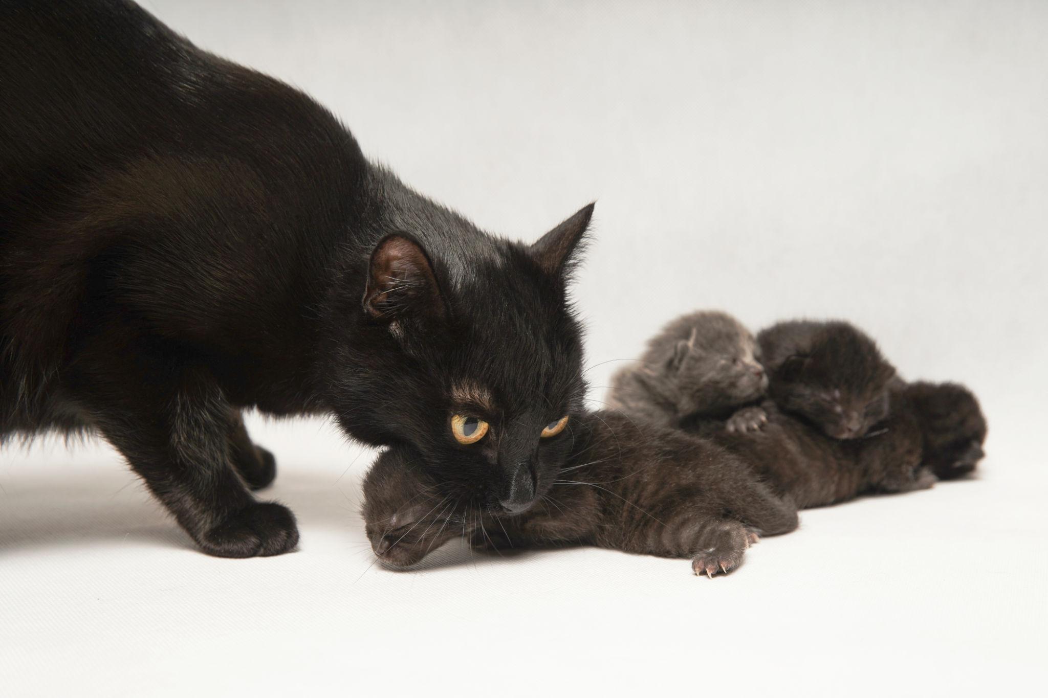 Abbandonata incinta davanti a una porta, una gatta trova rifugio e partorisce cinque cuccioli. Ora è al sicuro, amata e protetta insieme ai piccoli.