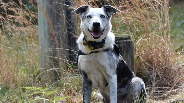 Una bambina scompare ad Aurora. Il cane poliziotto Rex segue il suo odore dalle scarpe e la ritrova in 12 minuti sana e salva.