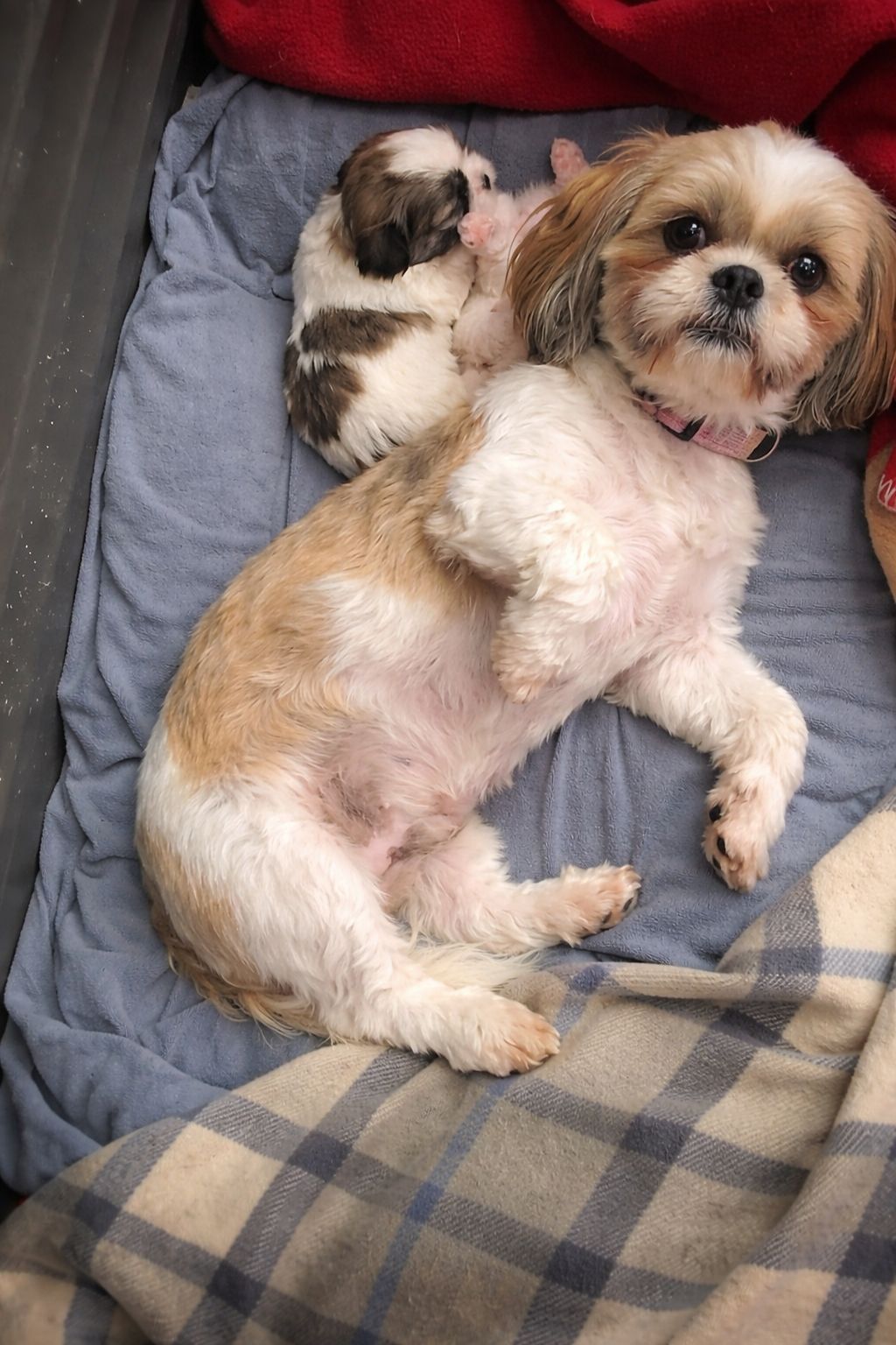 Una gatta recuperata in strada viene accolta in casa e, dopo alcune settimane, dà alla luce due cuccioli. Oggi vive in condizioni di sicurezza insieme ai piccoli.