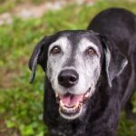 La cagnolina anziana si stringe alla volontaria: da quel momento cambia tutto