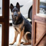 Il cane randagio tornò al negozio con una richiesta inattesa