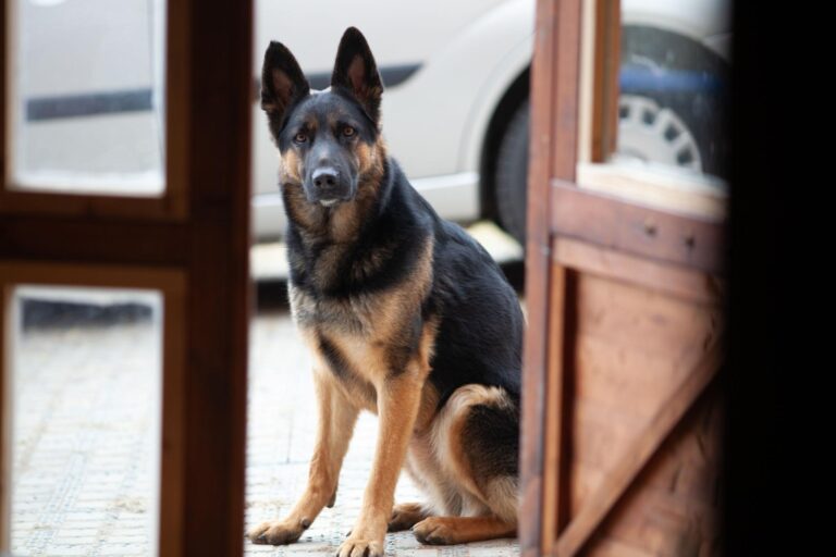 Due uomini irrompono in un’abitazione durante la notte, ma il cane di famiglia interviene e impedisce il peggio, restando accanto alla proprietaria.