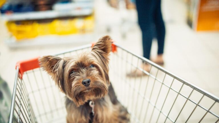 Un cane randagio si rifugia in un carrello durante una giornata di pioggia; il personale di un negozio lo soccorre, lo accoglie e decide di adottarlo.
