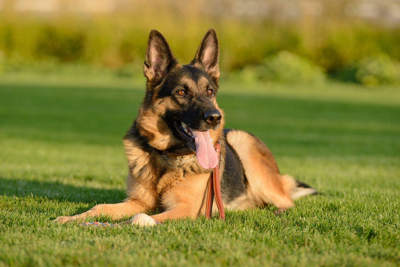 Cane antidroga Rex lascia servizio e trova casa con il suo agente - Il ...