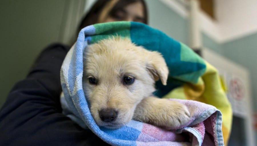 Un cane gravemente denutrito viene recuperato dai volontari della Stray Rescue of St. Louis durante una giornata invernale; dopo le cure in rifugio inizia un percorso di recupero.
