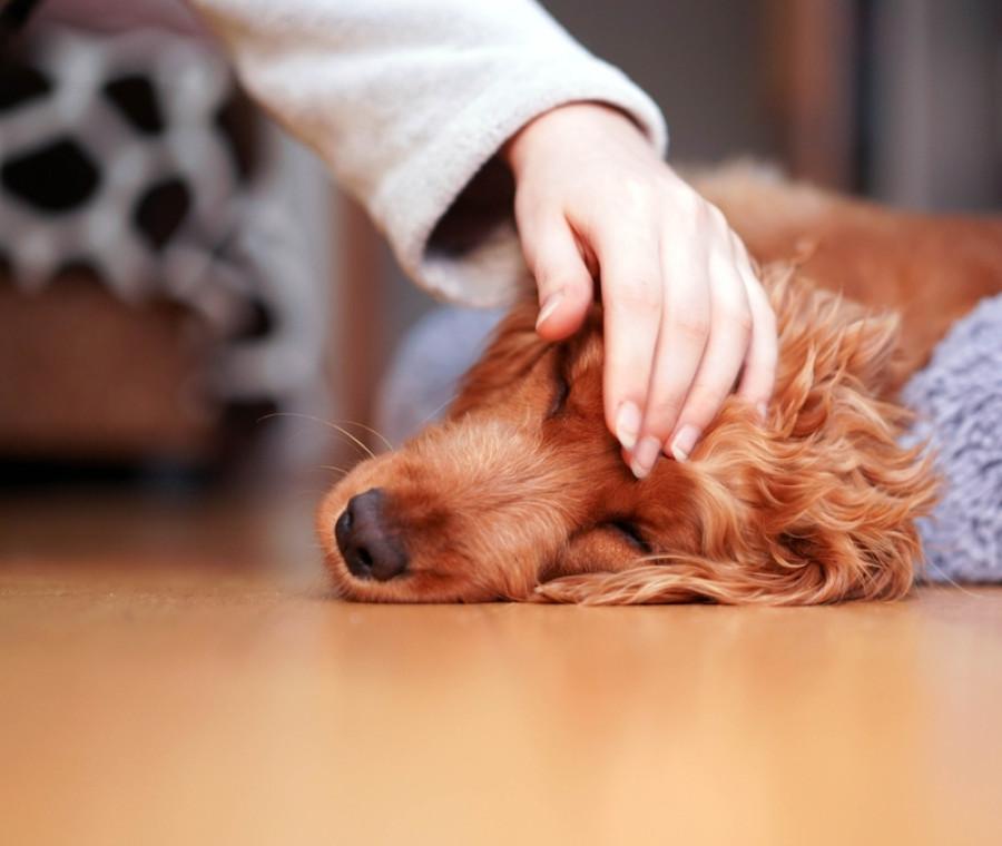Nei momenti finali, molti cani mantengono il contatto visivo con il proprietario; esperti spiegano il ruolo del legame e della presenza umana nel fine vita.