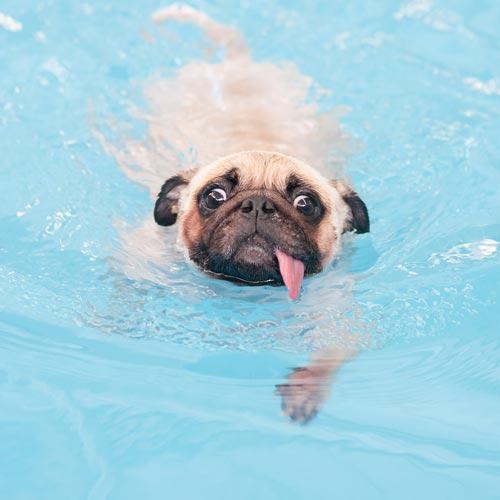 Un piccolo cane cade in piscina e viene salvato in extremis: un episodio improvviso che trasforma una semplice convivenza temporanea in un legame profondo e definitivo.