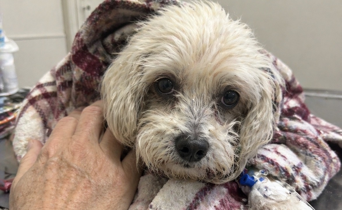 Un cane di piccola taglia colpito da un malore viene portato d’urgenza in clinica veterinaria: momenti di forte tensione prima della stabilizzazione.