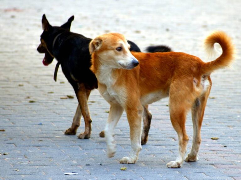 Due cani randagi vengono osservati mentre giocano con un pallone trovato per strada, regalando una breve scena di serenità in un contesto di difficoltà quotidiana.